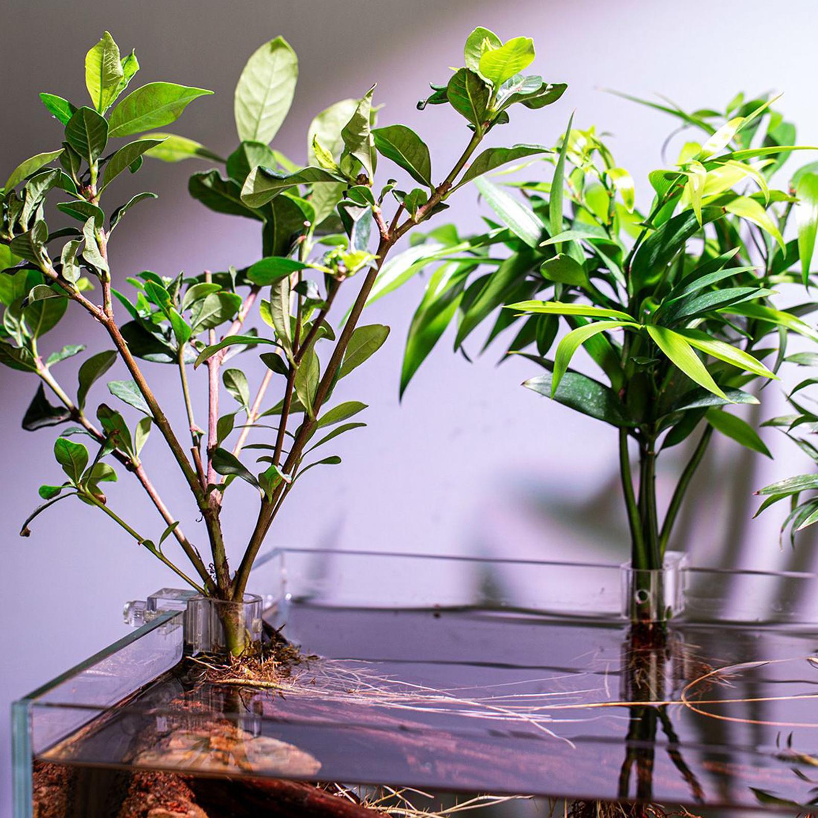 6pcs Aquarium Plant Holders Cl - огляд і ціна Aquarium Plant Holder