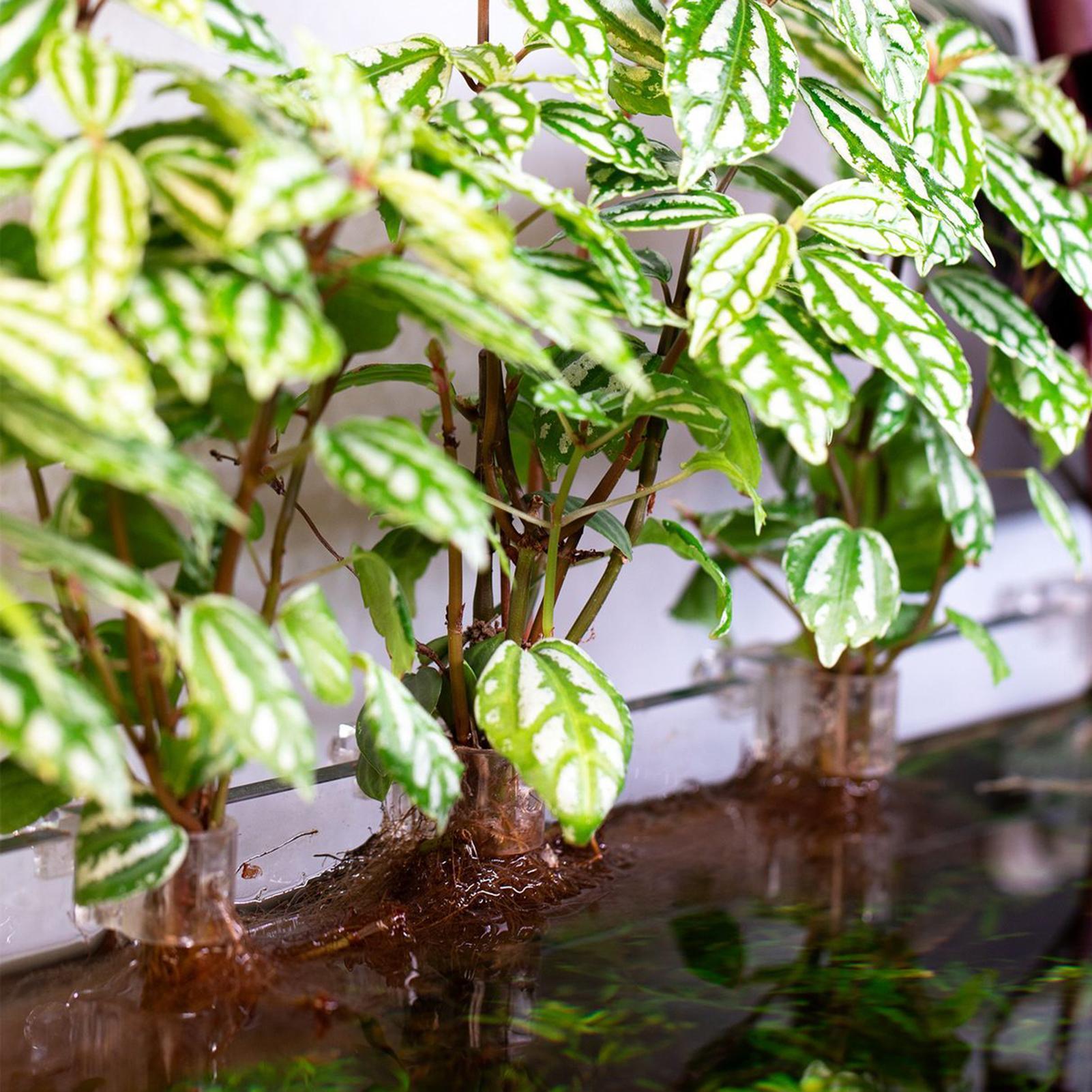 6pcs Aquarium Plant Holders Cl - огляд і ціна Aquarium Plant Holder