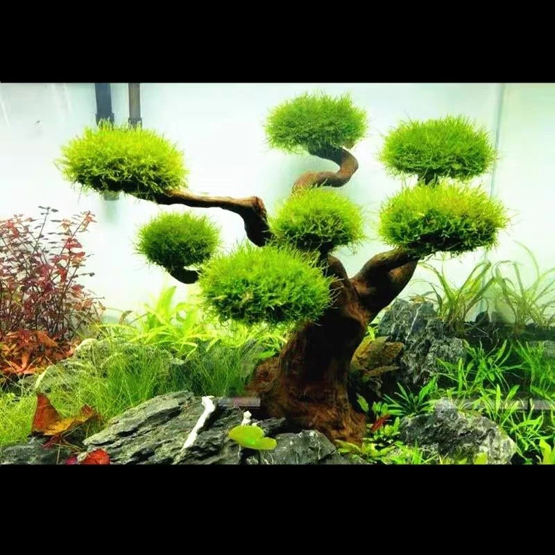Aquarium Driftwood Landscaping - огляд і ціна Aquarium Driftwood